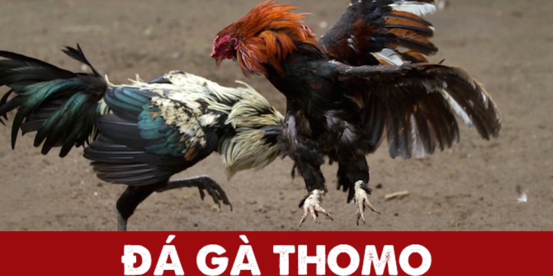 Giới thiệu chi tiết về đá gà Thomo 67